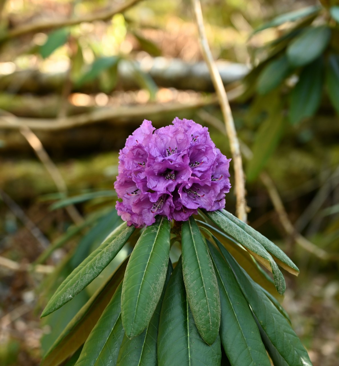 R. niveum